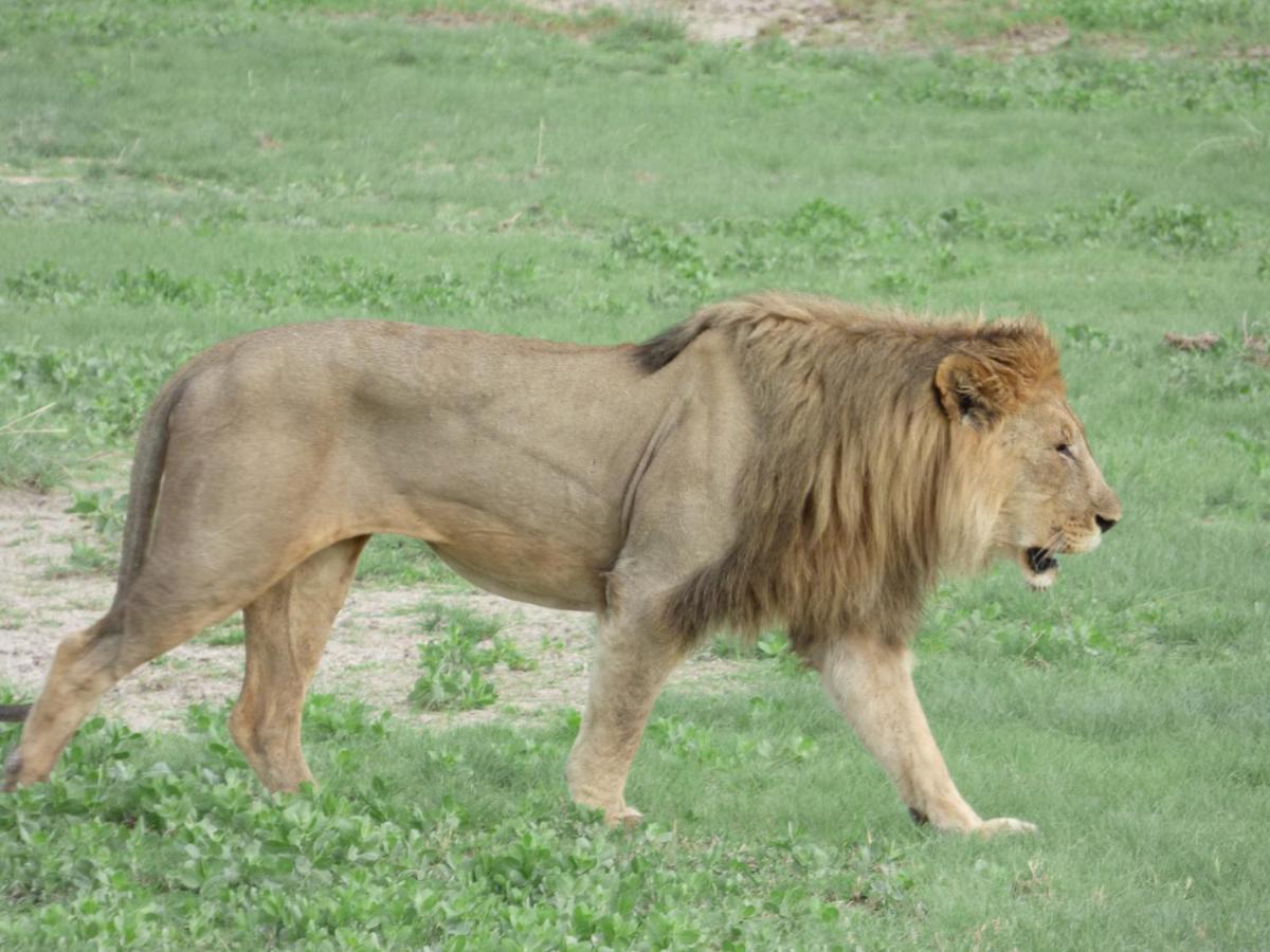 צומב Villa Africa Guesthouse מראה חיצוני תמונה